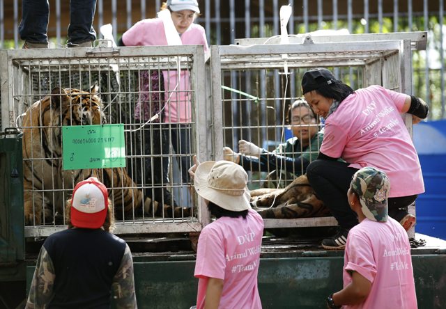 TAI26 SAI YOK (TAILANDIA) 03/06/2016.- Varios veterinarios observan a un tigre después de sedarlo para su traslado en el templo del tigre en la provincia de Kanchanaburi, Tailandia, hoy, 3 de junio de 2016. Miembros del Departamento de Conservación de Parques Naturales encontraron 40 crías de tigre muertas escondidas dentro de un congelador el pasado miércoles. Entre los restos mortales de los animales también se han encontrado recipientes con intestinos y otros órganos que de confirmarse que son recientes apoyarían las acusaciones de los activistas. El templo era un reclamo para turistas que se paseaban y se hacían fotos con los animales, motivo por el que también ha sido criticado durante años por organizaciones defensoras de animales.EFE/Narong Sangnak