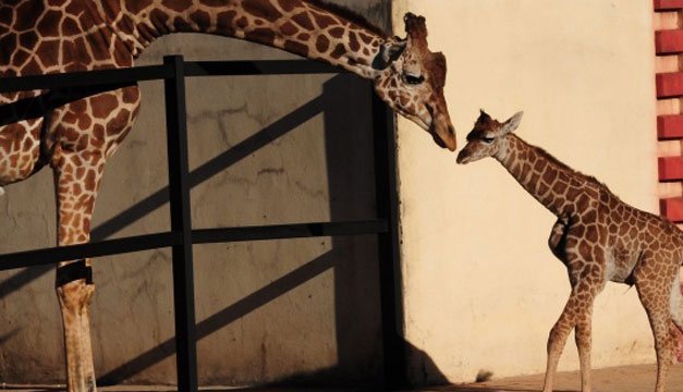 zoo-Buenos-Aires-