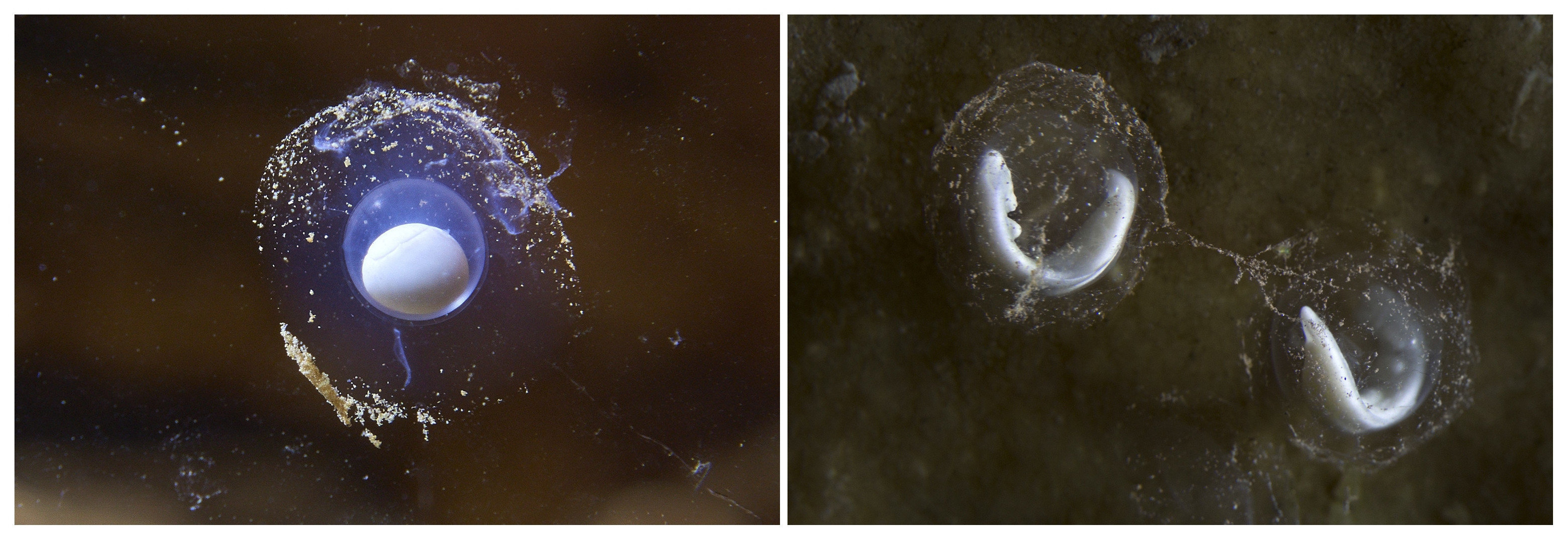 GRA045. POSTOJNA (ESLOVENIA), 02/07/2016.- Fotografías facilitadas por la cueva eslovena de Postojna donde se puede presenciar por primera vez un acontecimiento singular: el nacimiento de anfibios Proteus anguinus, el único vertebrado exclusivamente cavernario de Europa, tan extravagante que la creencia popular lo consideraba como la "cría del dragón". Hasta la introducción del euro en 2007, este "dragoncito" de unos 30 centímetros, parecido a una salamandra y hasta ahora rodeado de misterios, figuró como uno de los símbolos nacionales en las monedas del tólar esloveno. Vive en algunas cuevas de los Balcanes, en total oscuridad y lejos del ser humano. Puede mantenerse sin comer hasta diez años y alcanzar unos cien de edad. El "pez humano", como también es conocido por su color rosáceo que recuerda la piel humana, necesita unos catorce años para llegar a la madurez, se reproduce solo una vez cada decenio y, en promedio, de cada 500 huevos sólo logran desarrollarse dos larvas. EFE/Iztok Medja-Alex Hyde (SOLO USO EDITORIAL)