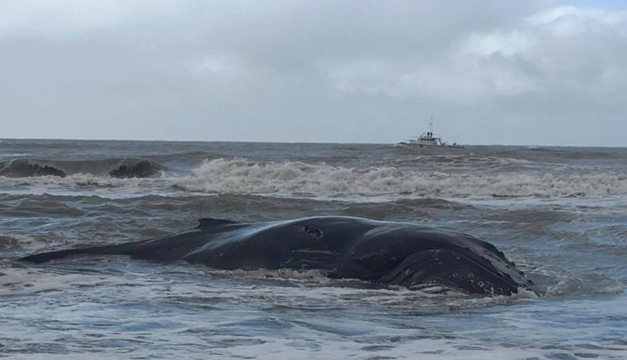 BALLENA