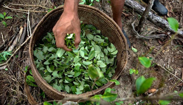 Cultivo-de-coca