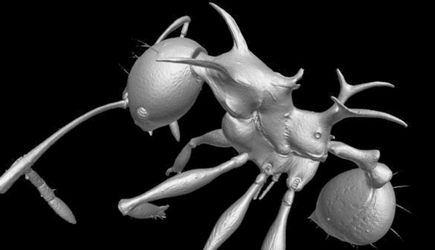 Pheidole-drogon-hormiga-dragon