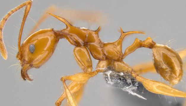 Pheidole-viserio-hormiga-dragon