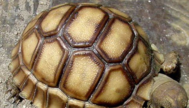 Fotografía de referencia.