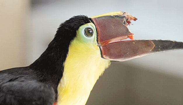 Tucan