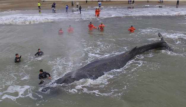 ballena
