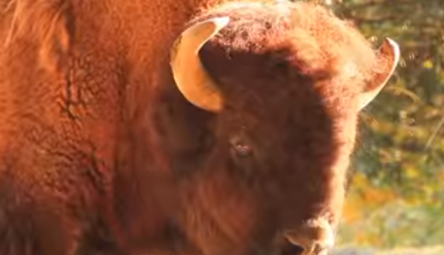 bisonte-2