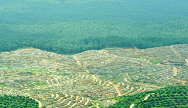 bosque
