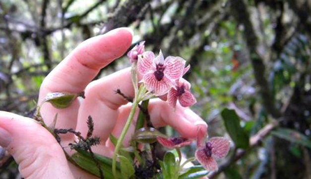orquidea demonio