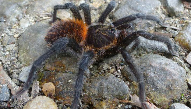 tarantula