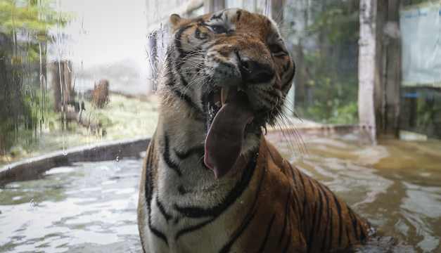 tigre bengala-xinhua
