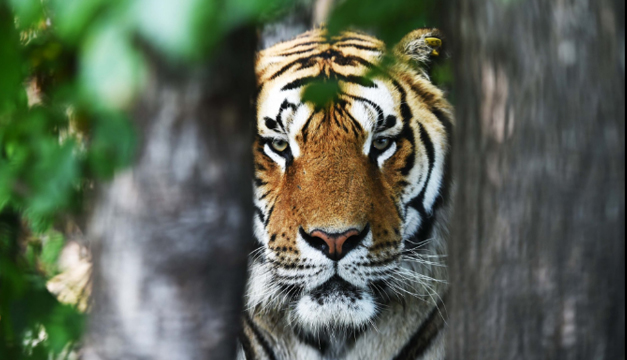 tigre-xinhua