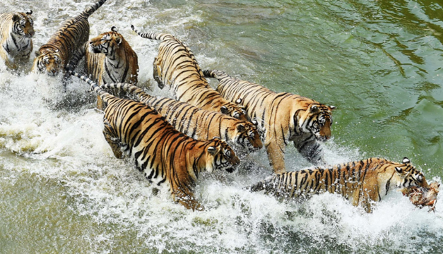 tigres siberianos-xinhua
