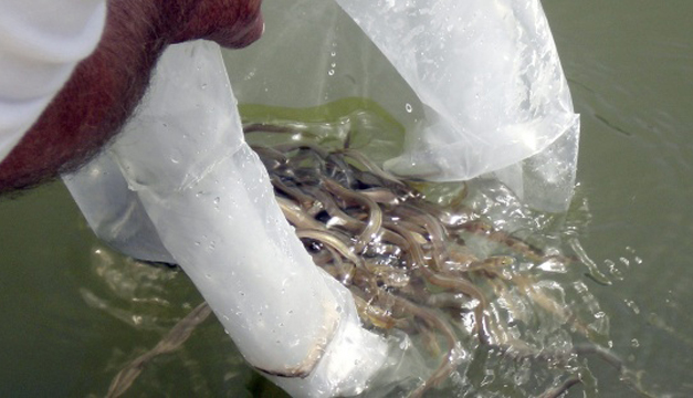 Fotografía: Rescatadas anguilas de la desembocadura, casi seca del río Cachón.