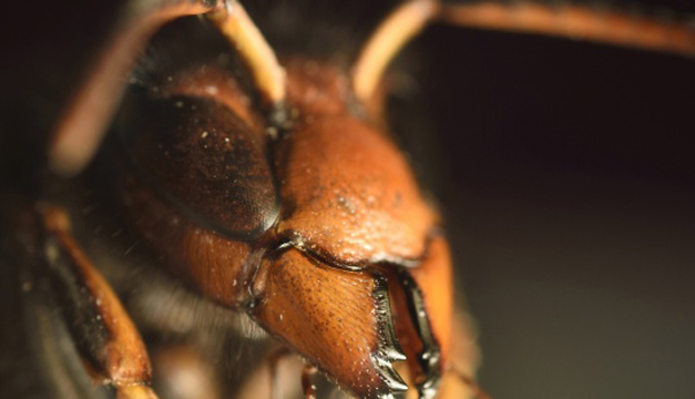Vespa Velutina, especie invasora que pone en peligro a la abeja. EFE