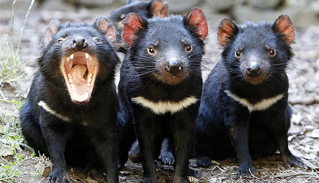 Demonio-de-Tasmania
