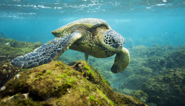 Tortuga-Hawai