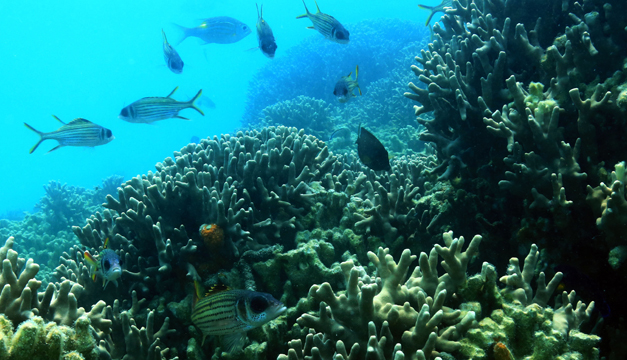 arrecife-xinhua