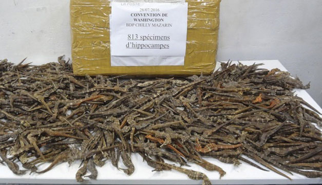 caballitos