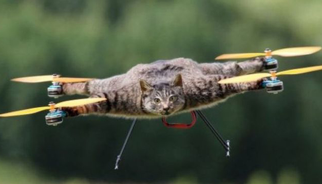 gato-dron