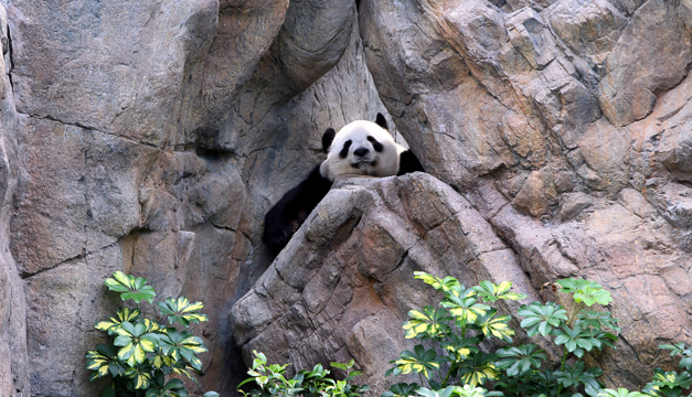 oso panda-xinhua