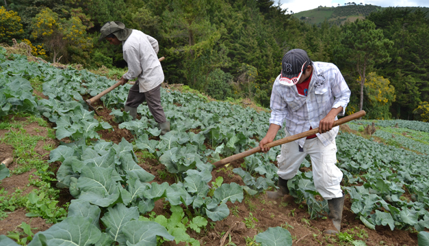 productores-agricola