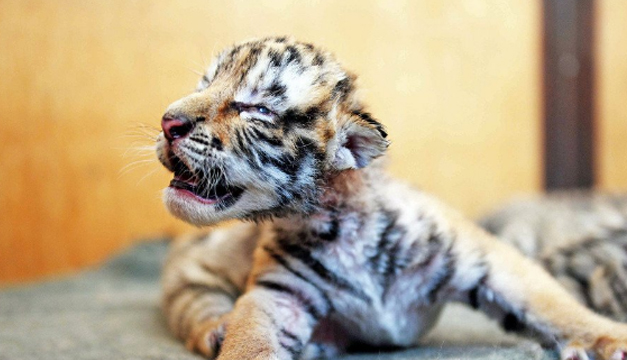 tigre siberianos-xinhua