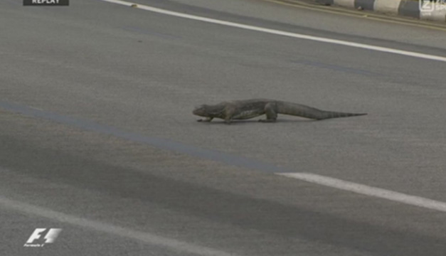 lagarto