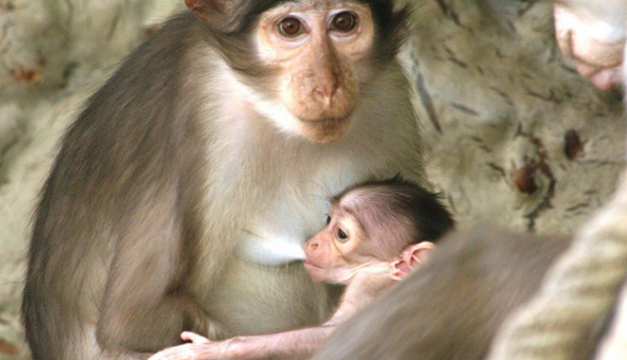 mangabey