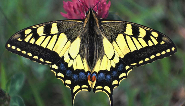 Mariposa