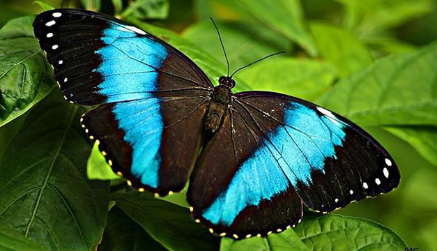Mariposas-del-Mediterraneo