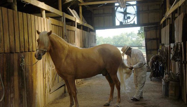caballo
