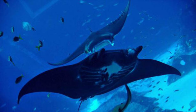 mantarraya
