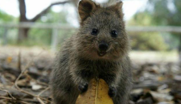 quokka