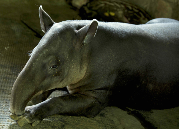 zoo-3