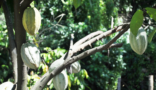 cacao