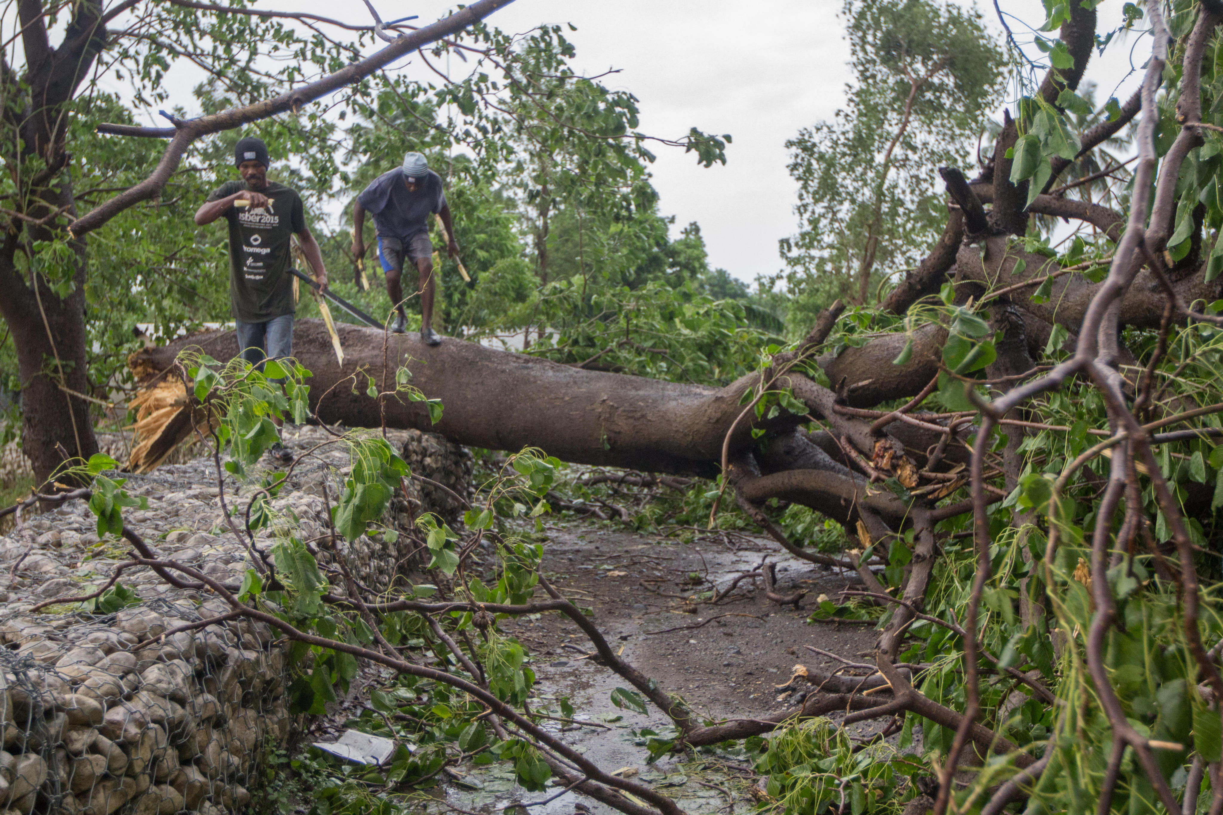 HAI01 - FREDRIK (HAITÍ), 10/05/2016- Dos hombres pasan sobre un árbol caído hoy, miércoles 5 de octubre de 2016, un día después del paso del huracán Matthew en la población de Fredrik (Haití). El huracán Matthew tocó tierra ayer en Haití dejando a su paso al menos nueve muertos, miles de desplazados y comunidades incomunicadas, principalmente en el suroeste de la nación caribeña. EFE/ Bahare Khodabande