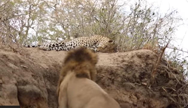 leopardo-leon
