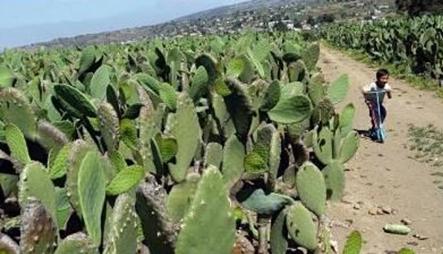 nopal-efe