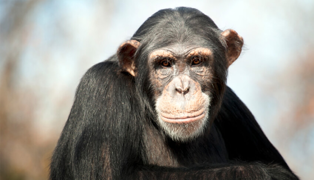 primates