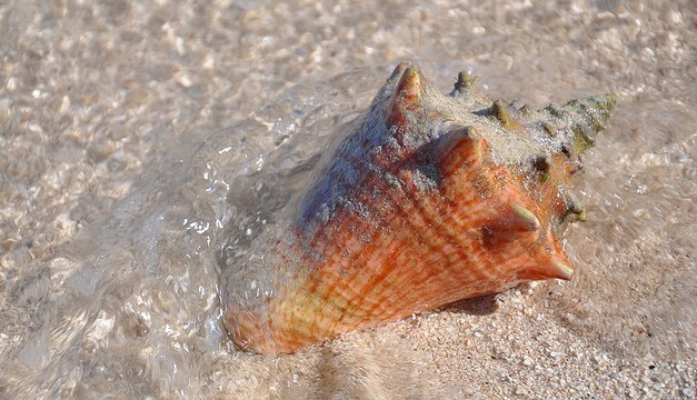 caracol