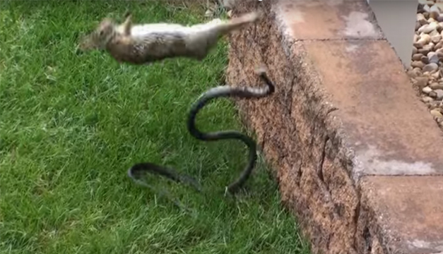 coneja-serpiente