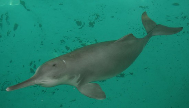 delfin-chino