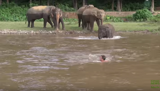 elefante