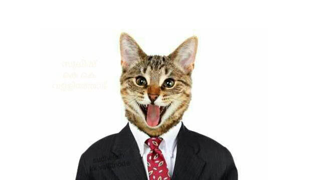 gato