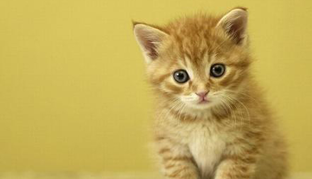 gato