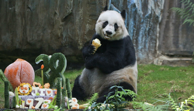 oso-panda