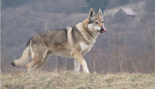 perro-lobo