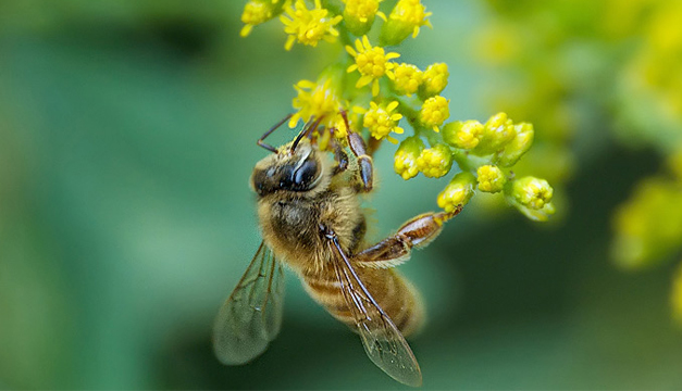 abeja