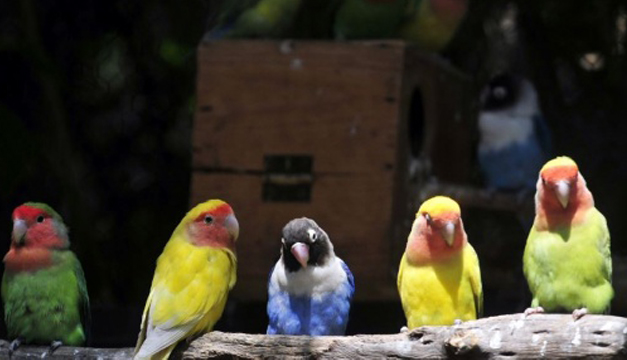 aves-mundo-tierra